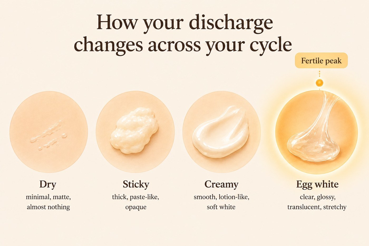 Four stages of cervical mucus across the cycle: dry, sticky, creamy, then clear and stretchy egg white at the fertile peak