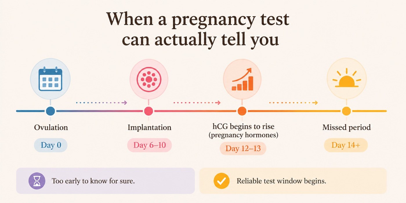 Timeline from ovulation through implantation and rising hCG to the missed period, marking when a test becomes reliable