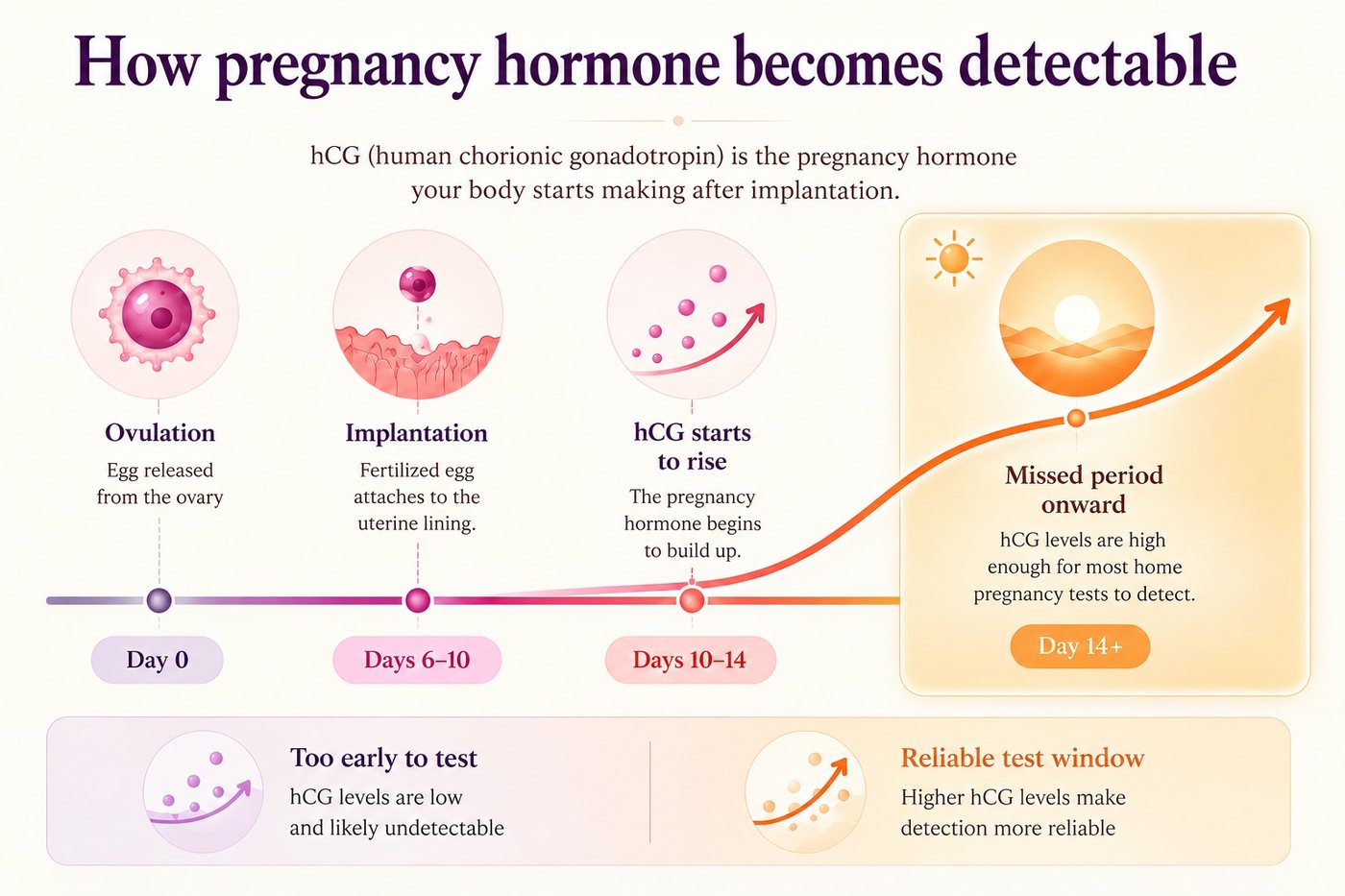 Timeline showing how hCG becomes detectable, from ovulation through implantation to the reliable test window from a missed period onward