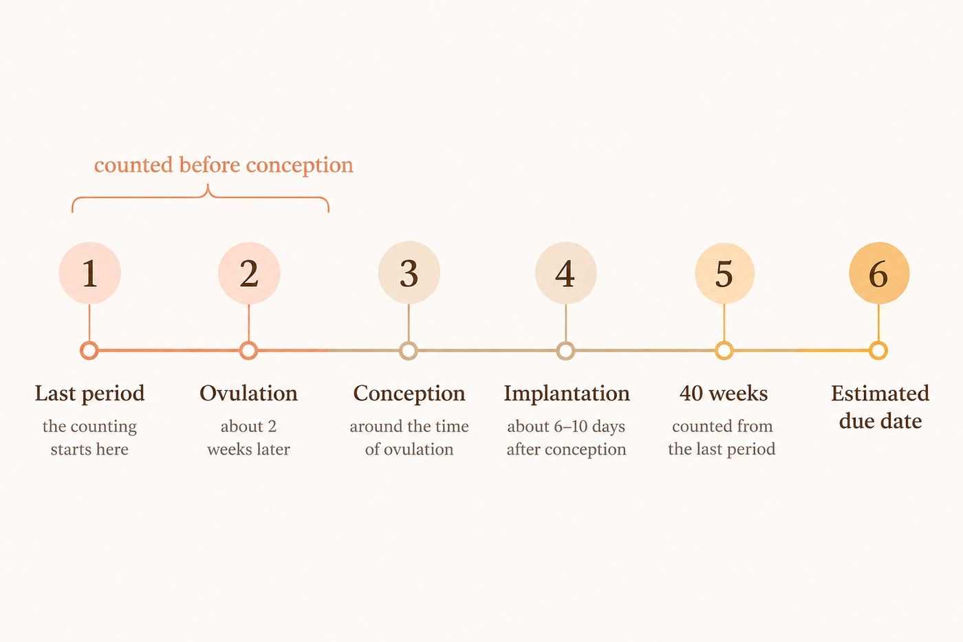 Timeline from last period through ovulation, conception and 40 weeks to the estimated due date